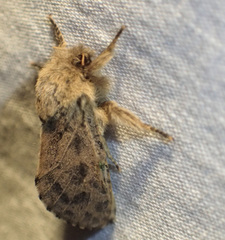 Oncopera rufobrunnea