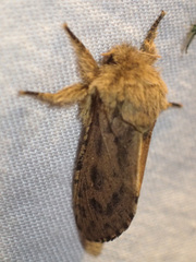 Oncopera rufobrunnea