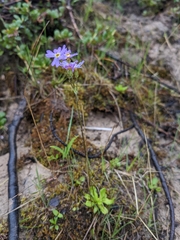 Primula mistassinica