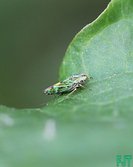 Graphocephala ignava
