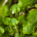 Complex Thallose Liverworts - Photo (c) Ken-ichi Ueda, some rights reserved (CC BY)