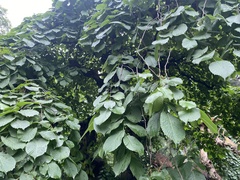 Ulmus glabra camperdownii