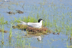 Sterna hirundo longipennis