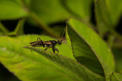 Peirates cinctiventris