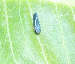 Graphocephala lugubris