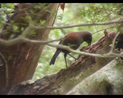 South Island Saddleback photo 2