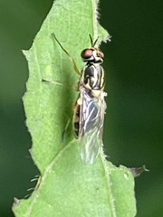 Euparyphus