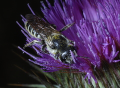 Megachile montivaga