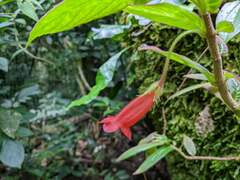 Columnea anisophylla