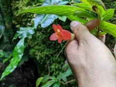 Columnea anisophylla