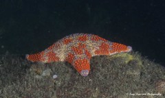 Asterodiscides truncatus