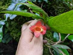 Columnea anisophylla