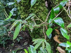 Columnea anisophylla