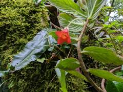 Columnea anisophylla