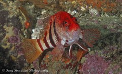 Hypoplectrodes nigroruber