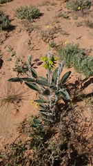Crotalaria cunninghamii