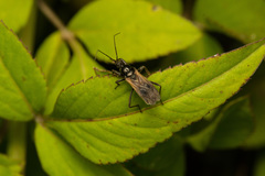 Peirates cinctiventris