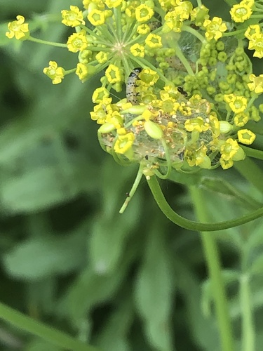 Parsnip Webworm photo 2