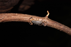 Centruroides edwardsii