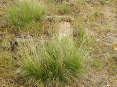 Juncus squarrosus