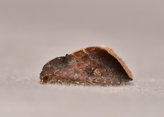 Micrathetis canifimbria