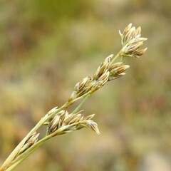 Juncus squarrosus