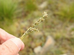 Juncus squarrosus