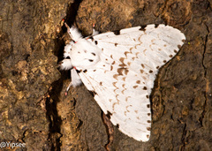 Lymantria marginalis