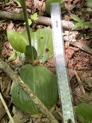 Platanthera macrophylla