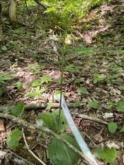 Platanthera macrophylla
