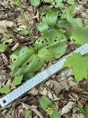 Platanthera macrophylla