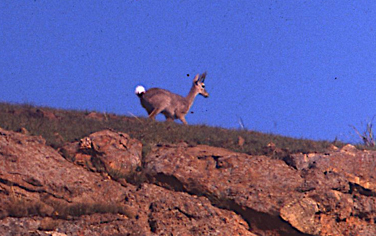 Pelea capreolus, Golden Gate Highlands National Park, South Africa, by nyoni-pete