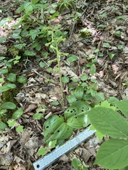 Platanthera macrophylla