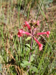 Stachys coccinea