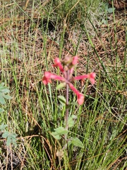 Stachys coccinea