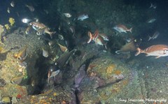 Eubalichthys bucephalus