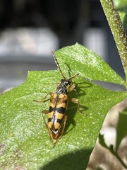 Xestoleptura