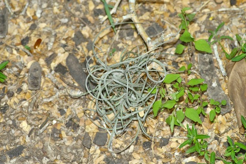 Image of Tillandsia baileyi by (c) Michelle W. （鍾偉瑋）, some rights reserved (CC BY)