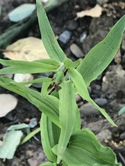 Epipactis helleborine