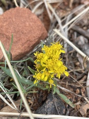 Solidago nana