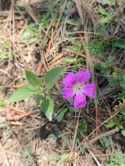 Geranium potentillifolium