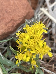 Solidago nana