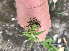 Epipactis helleborine