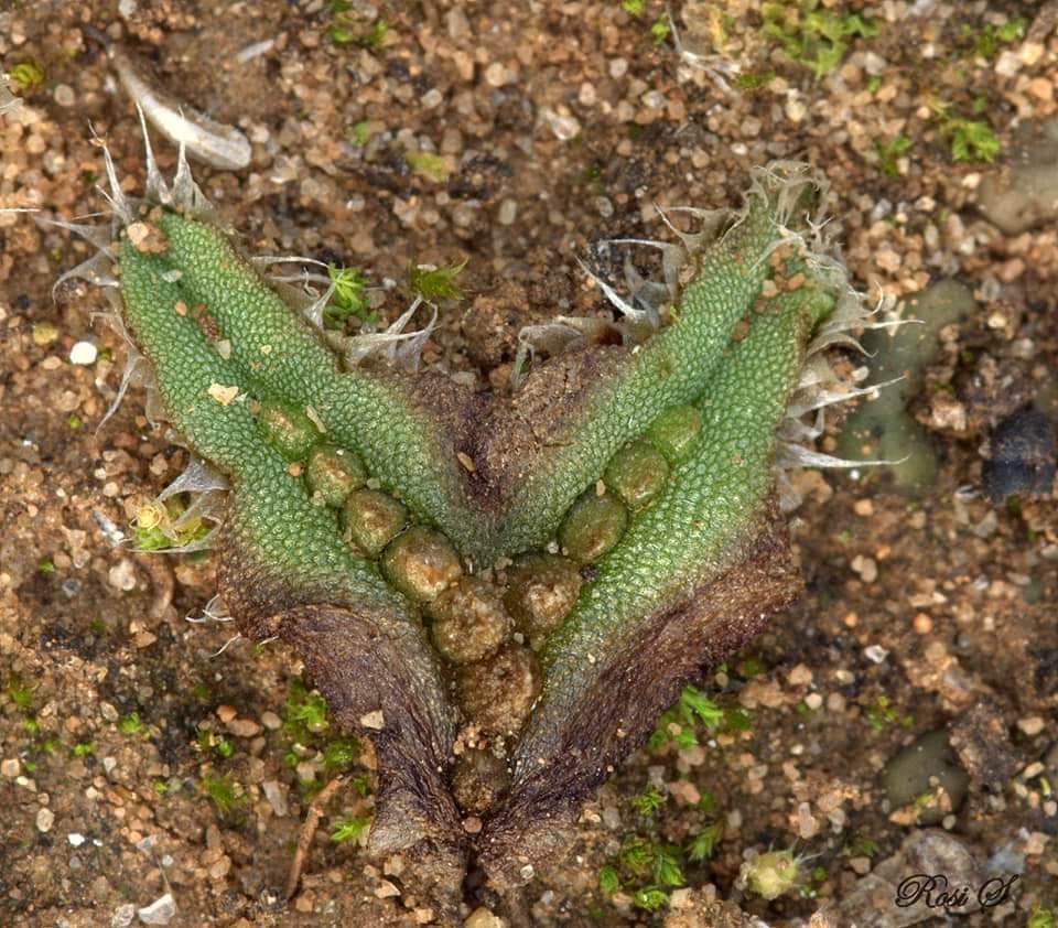 Oxymitraceae