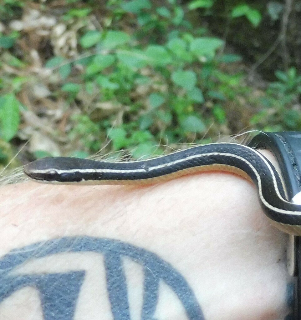 Rhadinaea taeniata aemula