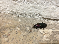 Neoaulacoryssus speciosus