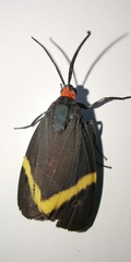 Pidorus
