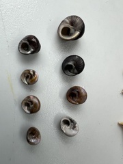 Micrelenchus huttonii