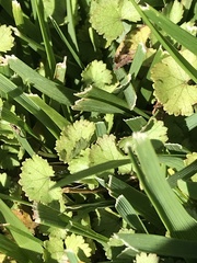 Hydrocotyle moschata
