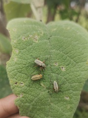 Macrodactylus mexicanus